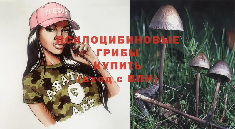 хочу   Вологда  Галлюциногенные грибы Psilocybine cubensis 